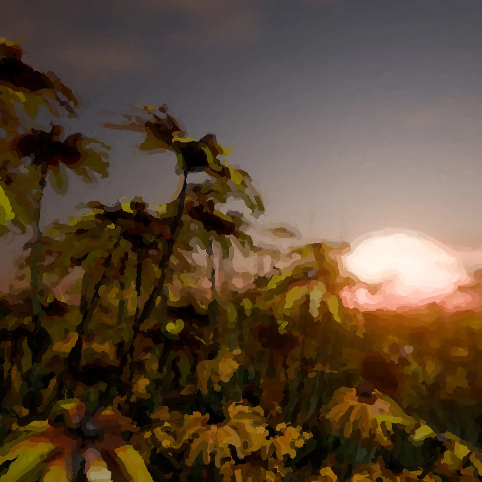 Painterly sunflowers at sunset